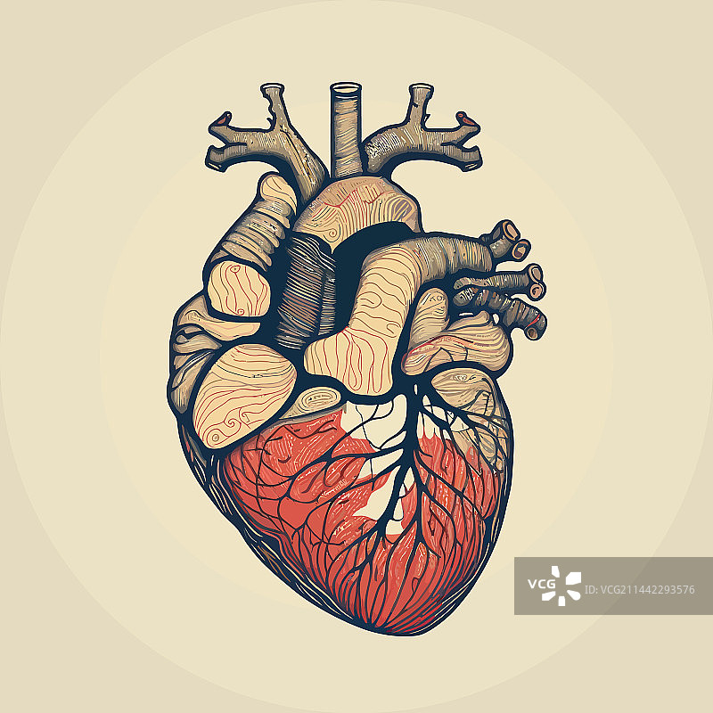 复古风格的人类心脏静脉和动脉图片素材