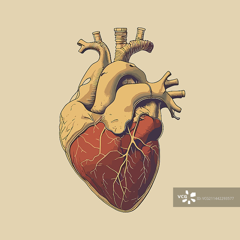 复古风格的人类心脏静脉和动脉图片素材