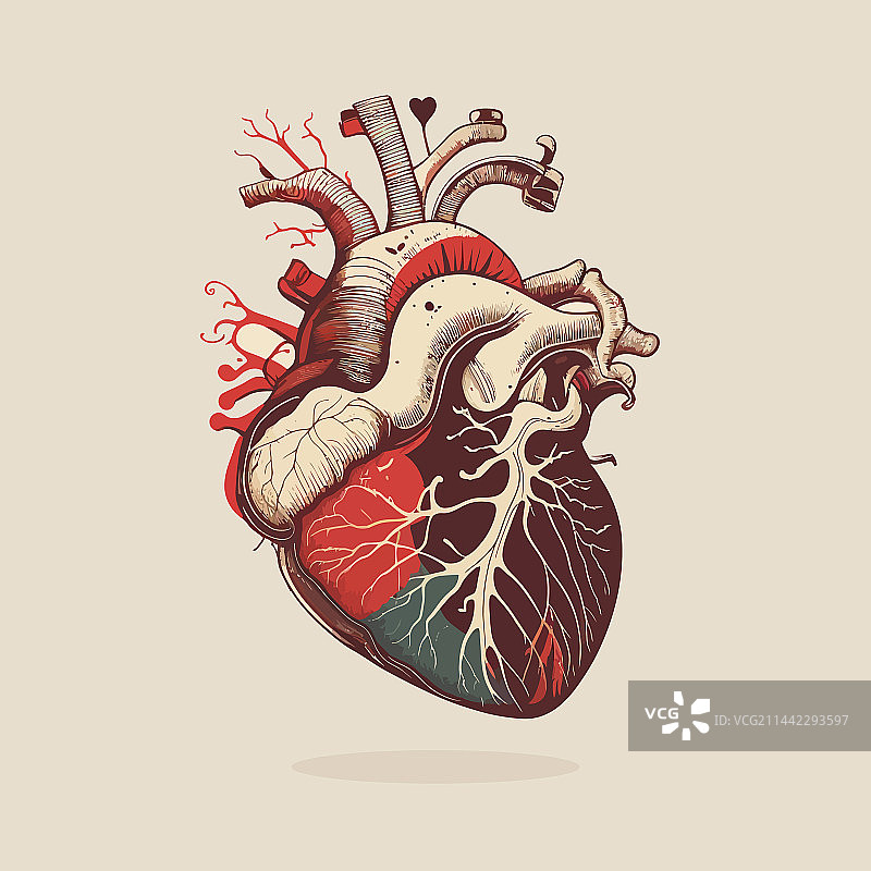 复古风格的人类心脏静脉和动脉图片素材