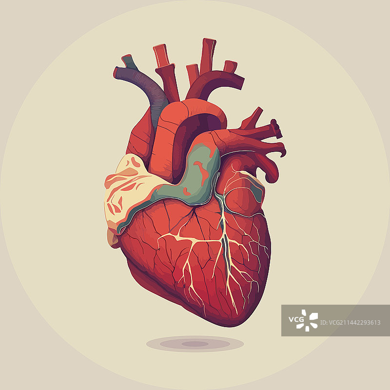 复古风格的人类心脏静脉和动脉图片素材