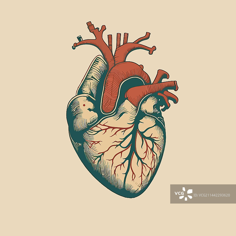 复古风格的人类心脏静脉和动脉图片素材
