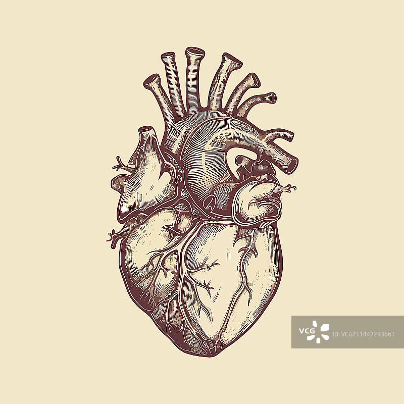复古风格的人类心脏静脉和动脉图片素材
