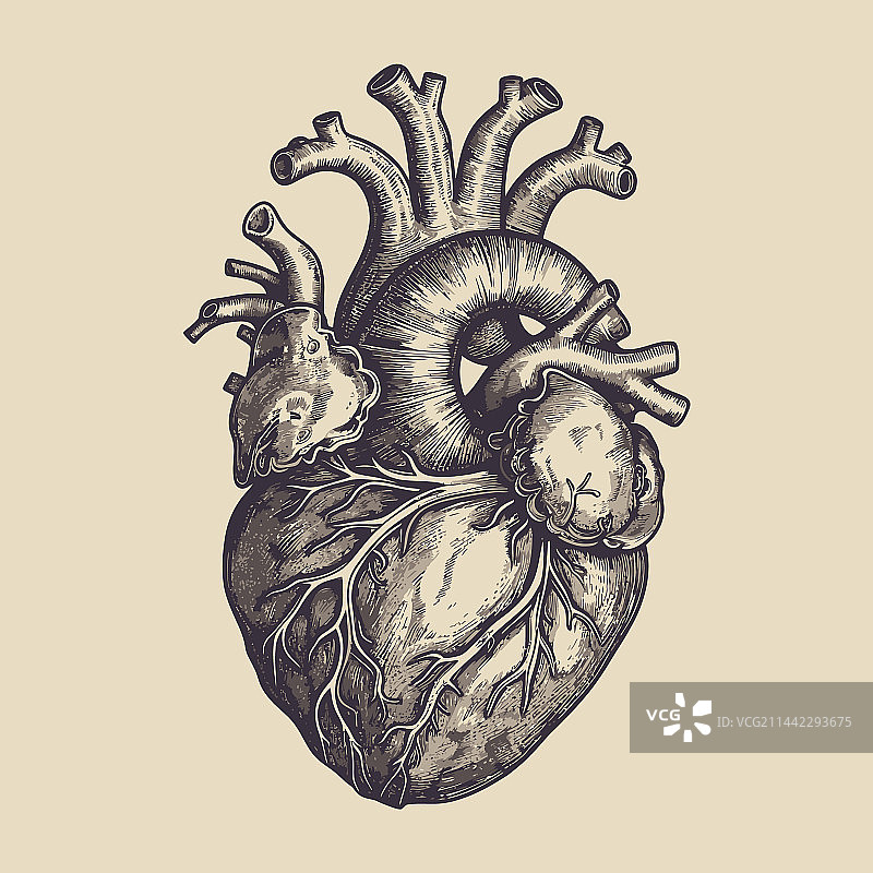 复古风格的人类心脏静脉和动脉图片素材