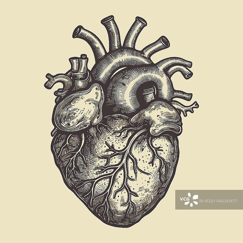 复古风格的人类心脏静脉和动脉图片素材