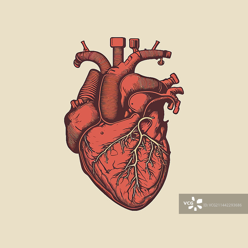 复古风格的人类心脏静脉和动脉图片素材