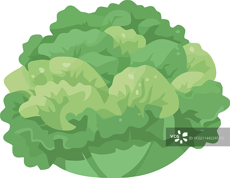 新鲜有机生菜，健康素食图片素材