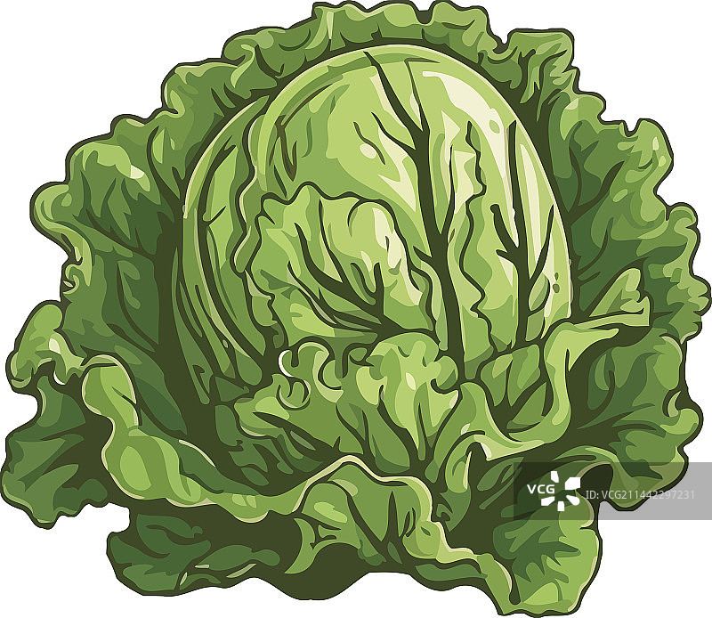 新鲜的有机羽衣甘蓝沙拉图片素材