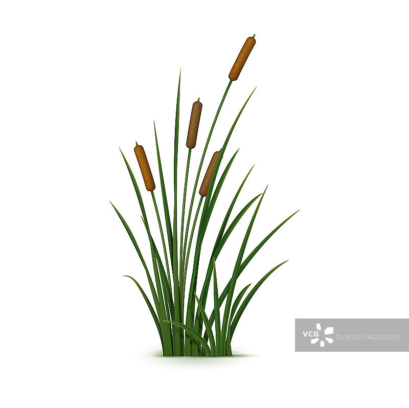逼真的芦苇和草类植物图片素材