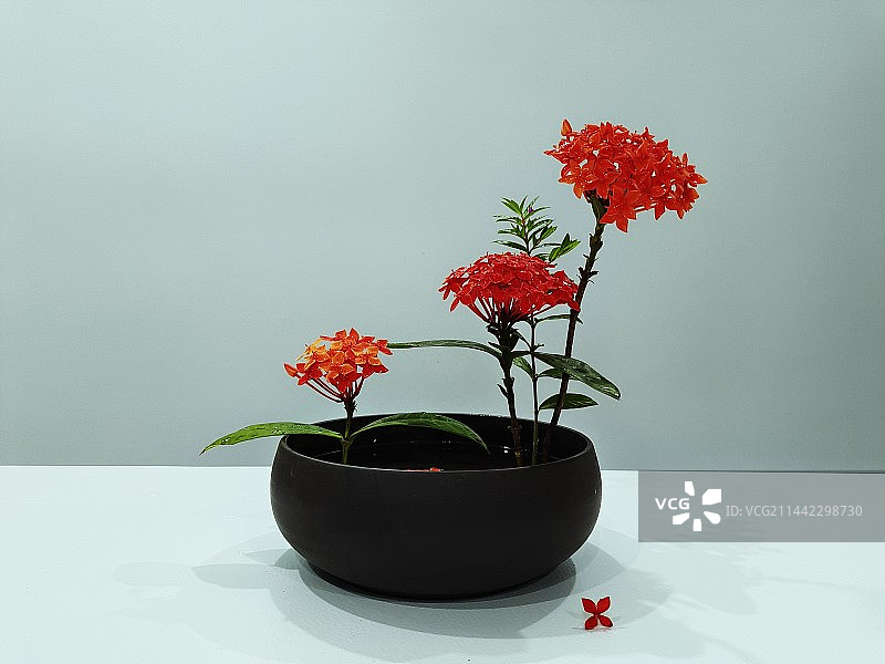 龙船花图片素材