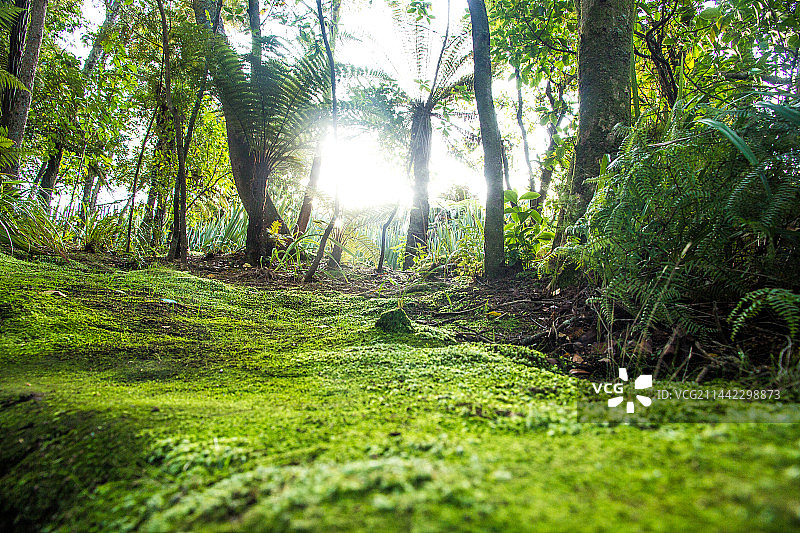绿色地面植被图片素材