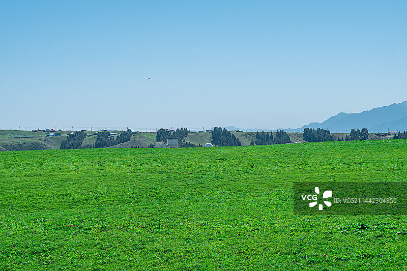 新疆伊犁地区 喀拉峻草原 空中牧场 雪山 羊群 蓝天 白云图片素材