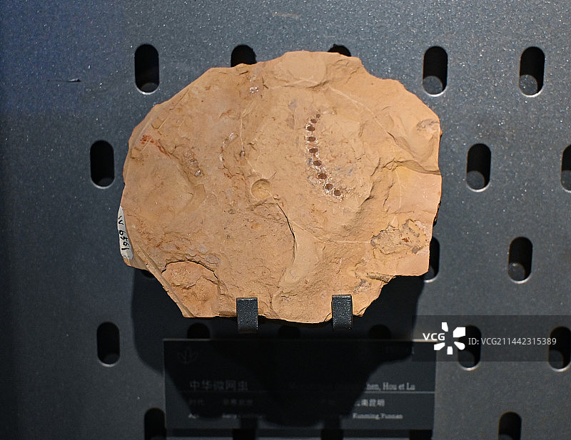 中华微网虫化石 中国地质博物馆图片素材