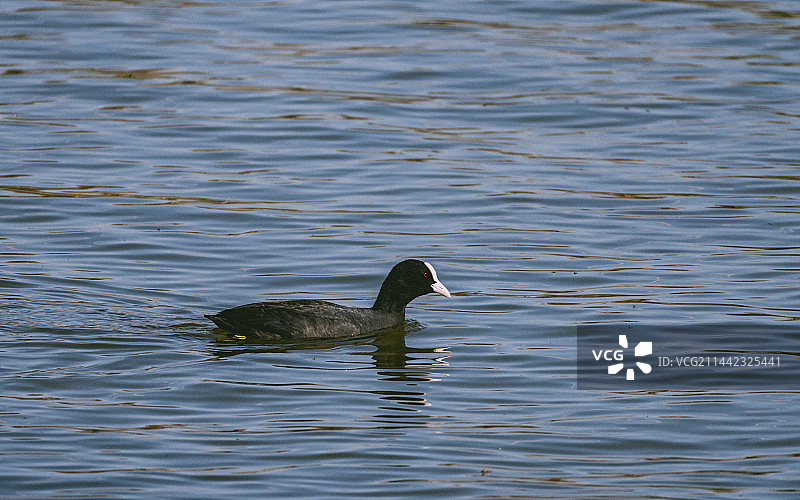 哈尔滨松花江中的白骨顶鸡图片素材