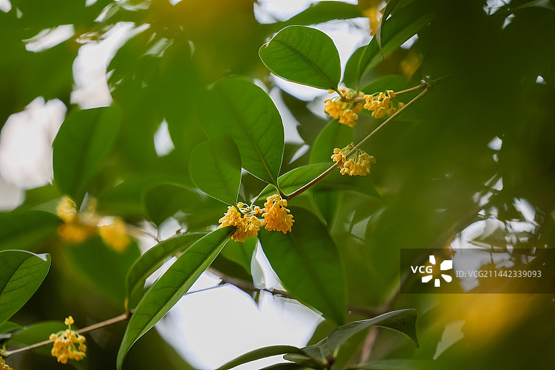 秋天桂花特写图片素材