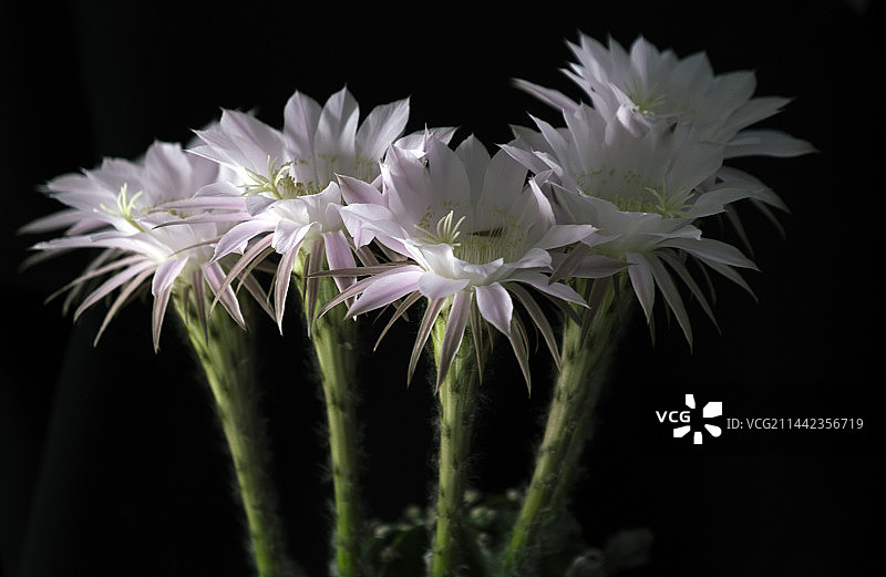 仙人球花静静开图片素材