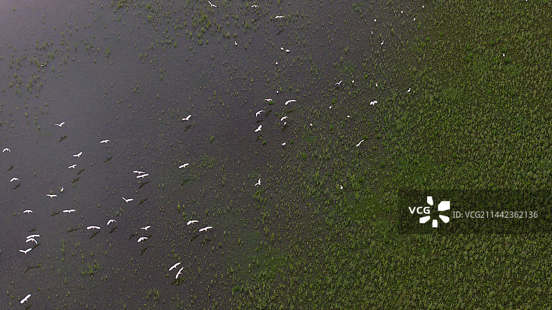 福建省泰宁县大金湖白鹭湾白鹭栖息图片素材