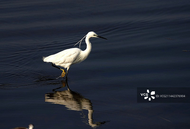 小白鹭图片素材