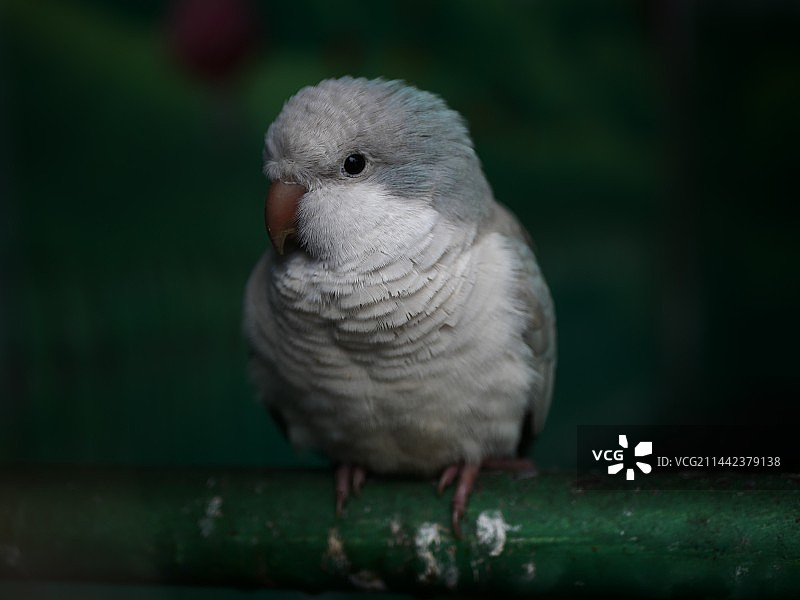 和尚鹦鹉图片素材