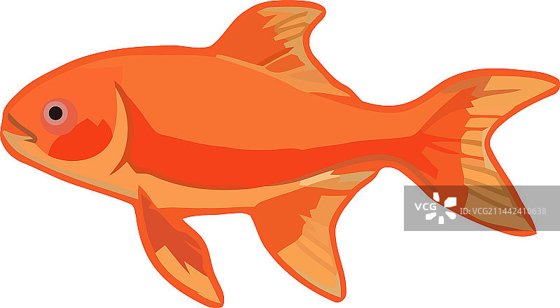 热带水中游泳的可爱金鱼图片素材