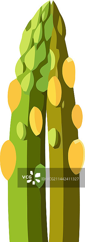 白色背景上的芦笋蔬菜图片素材