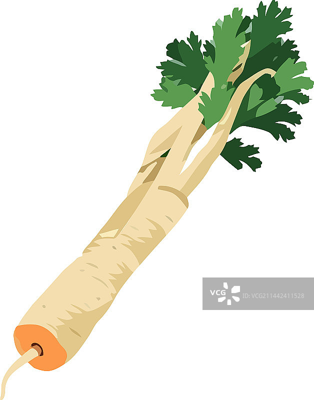 新鲜蔬菜：欧洲防风草图片素材