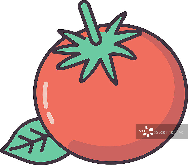 新鲜有机成熟多汁的番茄滴图片素材