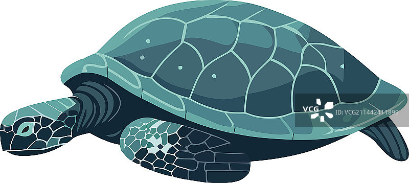 可爱的慢速乌龟图片素材