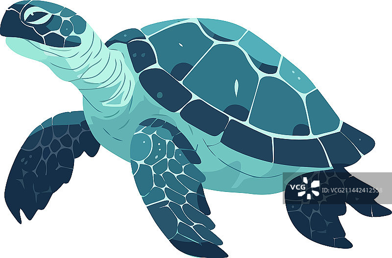 缓慢的水生爬行动物海龟游泳图片素材