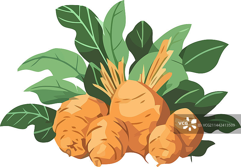 有机新鲜玛咖块茎图片素材