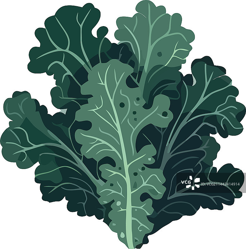 新鲜羽衣甘蓝有机蔬菜餐图片素材