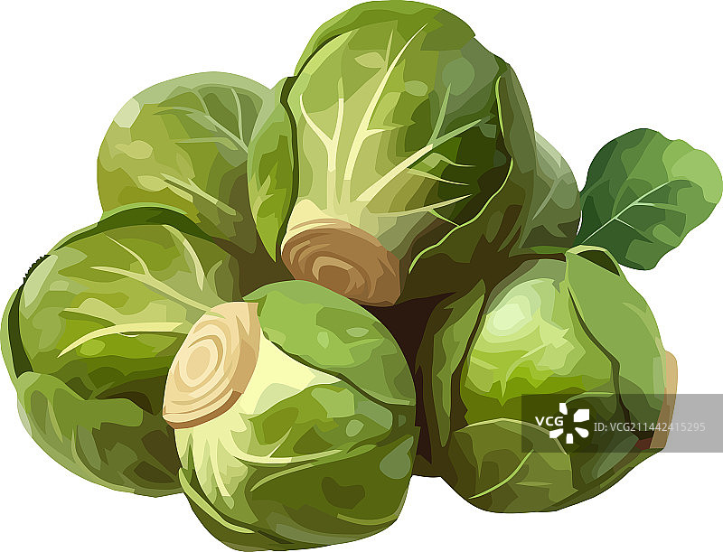 美味的成熟球芽甘蓝设计图片素材