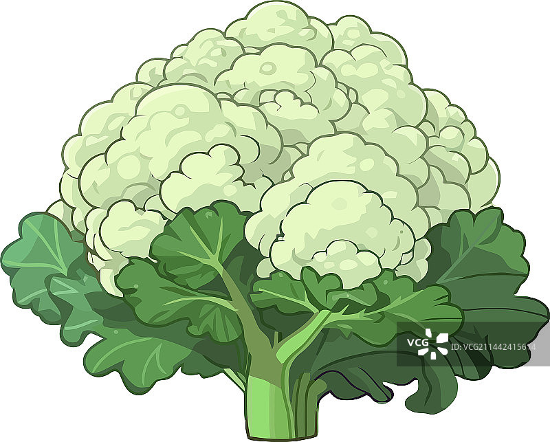 新鲜有机蔬菜花椰菜健康餐图片素材