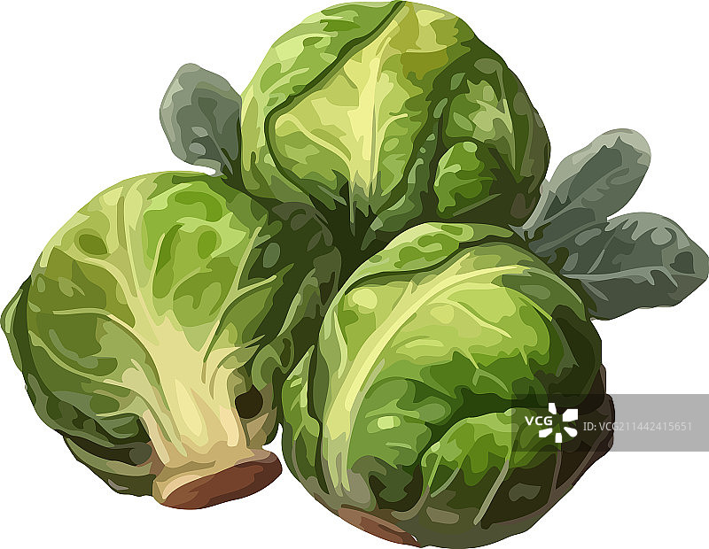 新鲜有机球芽甘蓝，素食餐图片素材