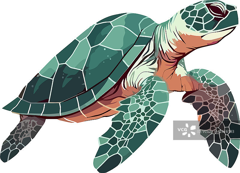 在礁石上缓慢爬行的乌龟图片素材