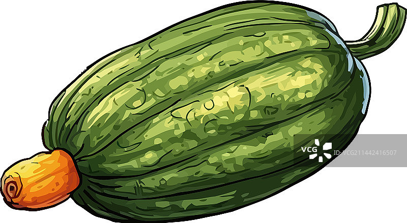 新鲜有机西葫芦健康素食零食图片素材