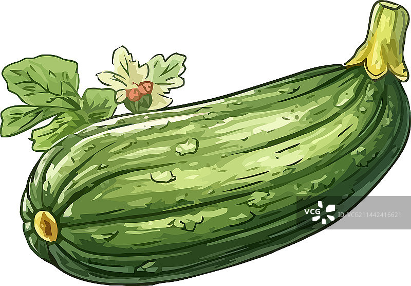 新鲜有机西葫芦沙拉图片素材