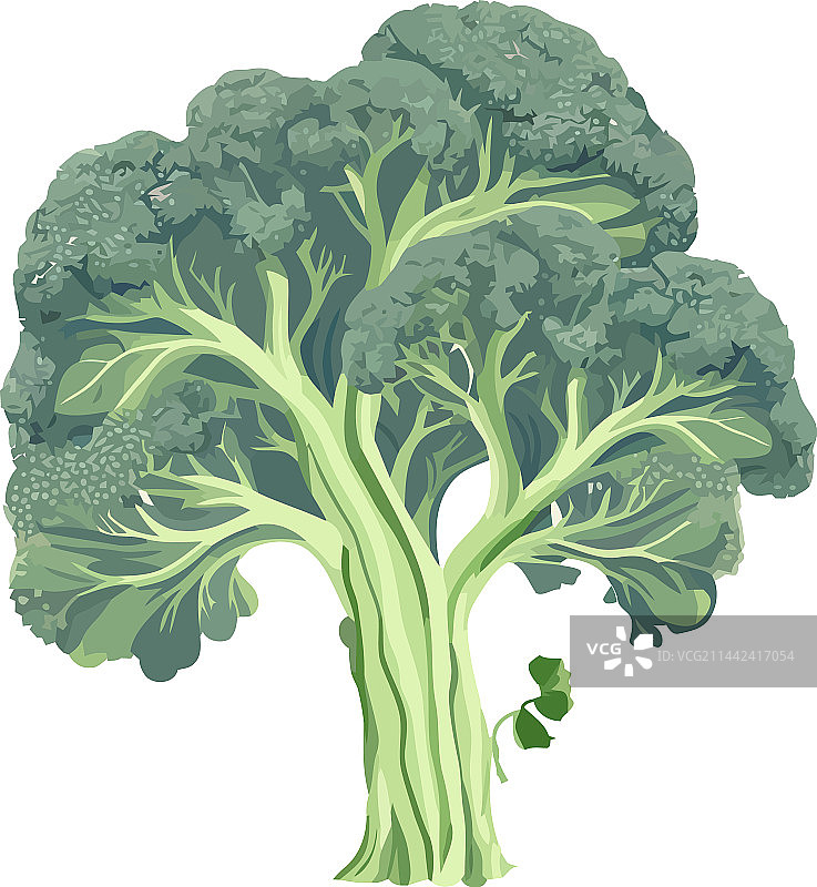 用于健康膳食的新鲜绿色西兰花图片素材