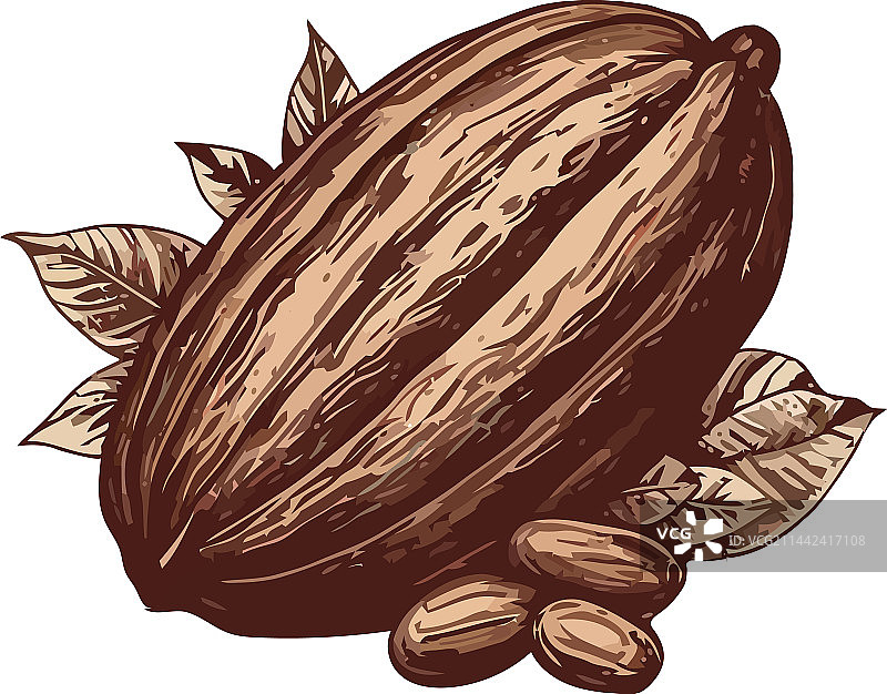 健康饮食有机可可图片素材