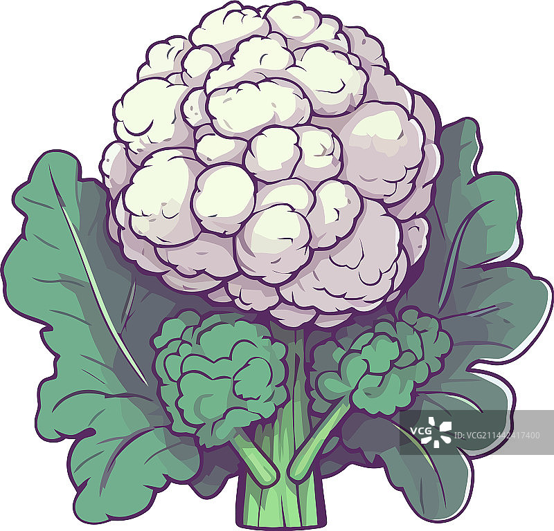 新鲜的有机花椰菜图片素材