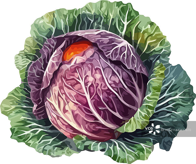 新鲜蔬菜卷心菜健康美食图片素材