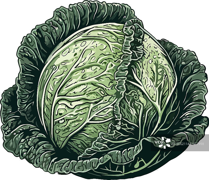 新鲜卷心菜健康纯素食图片素材