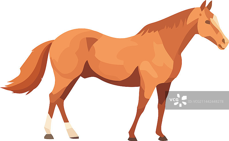 乡村牧场上的可爱小马驹图片素材