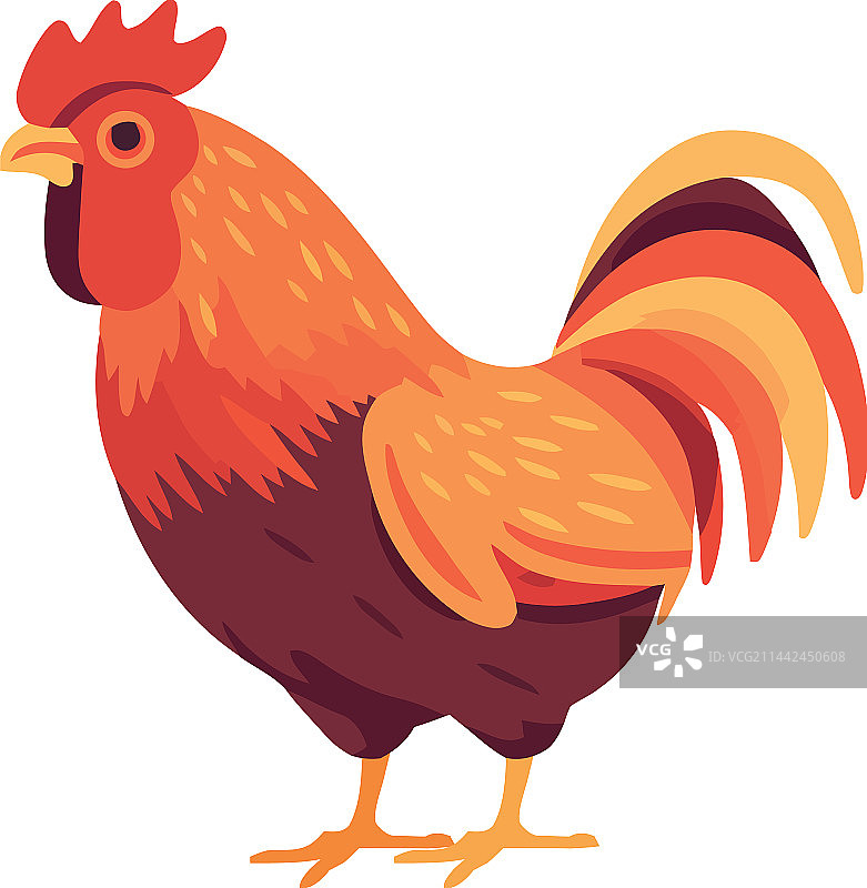 乡村场景中可爱的公鸡图片素材