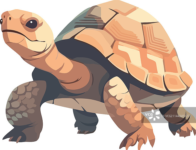 缓慢而稳定的乌龟行走图片素材