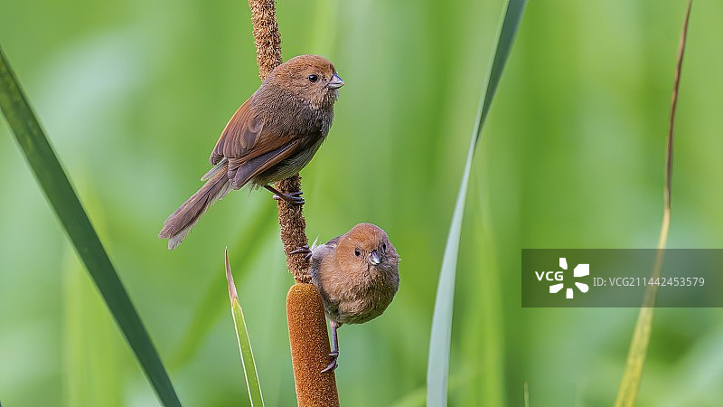 棕头鸦雀 Vinous-throated Parrotbill图片素材