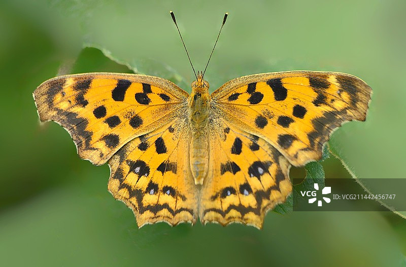 标准照·蛱蝶图片素材