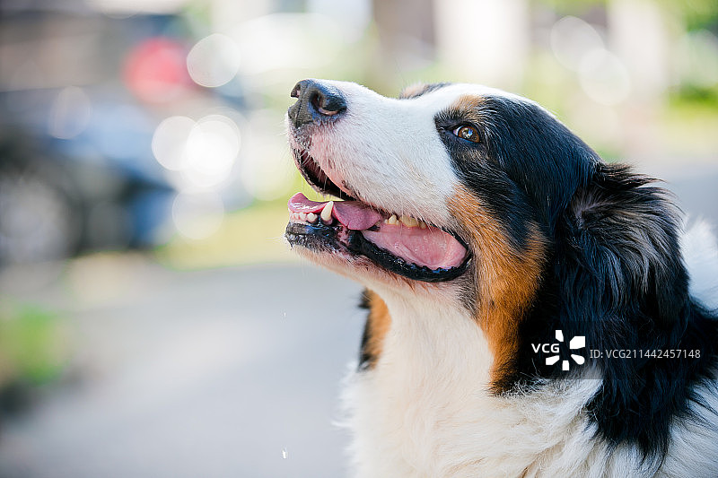 澳大利杨牧羊犬图片素材