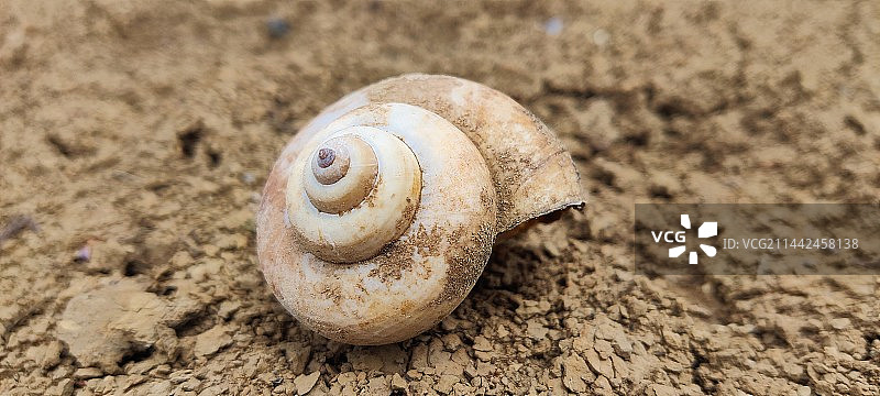 沙滩上的贝壳特写镜头图片素材