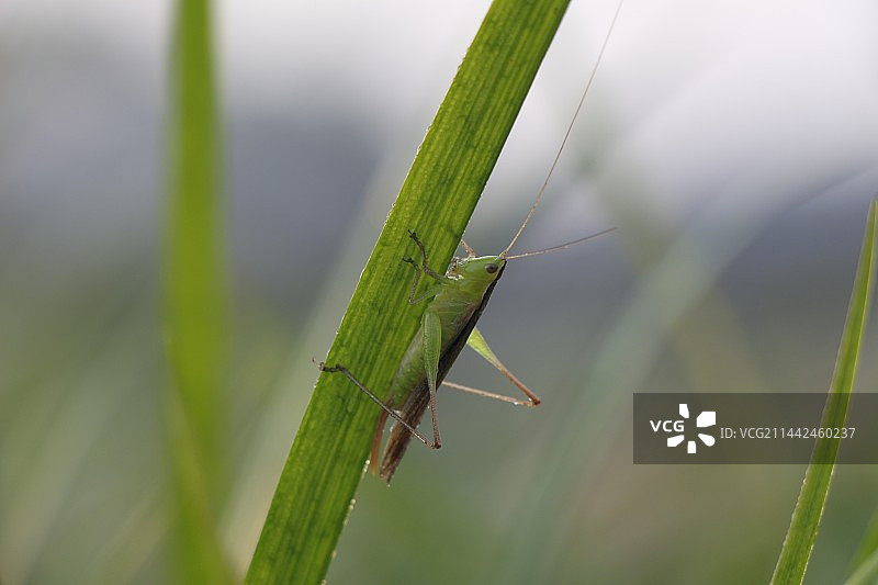 小蚂蚱图片素材