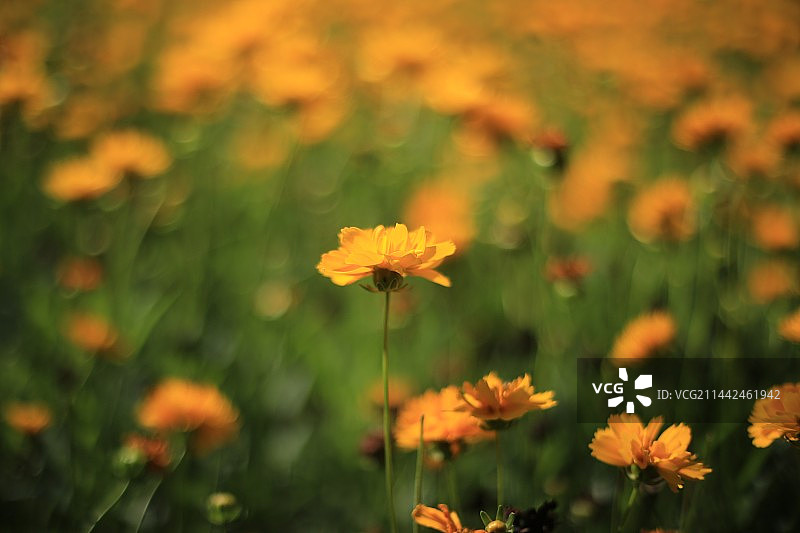 金鸡菊图片素材